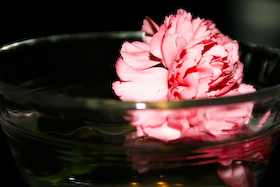 flower-in-bowl